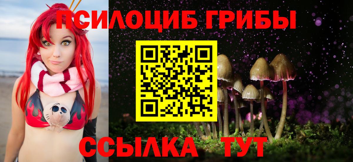 Псилоцибиновые грибы Cubensis Будённовск